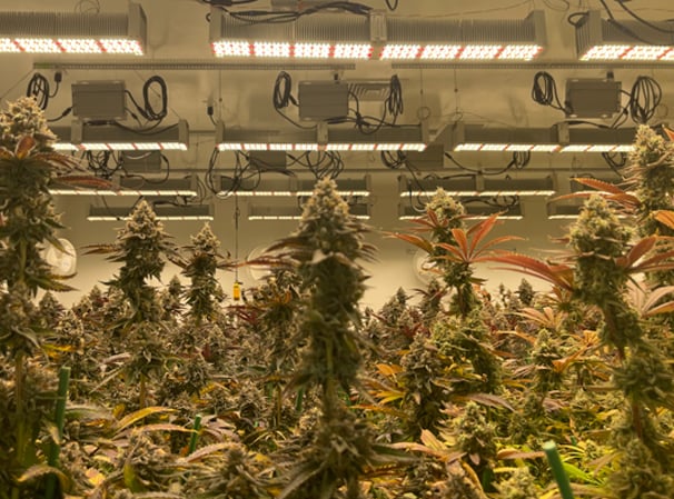 Bonsai Buds Cultivation | Case Study | TSRgrow